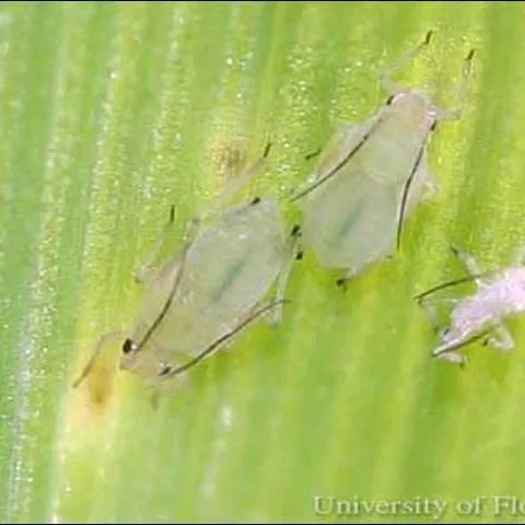 thumbnail for publication: Greenbug, Schizaphis graminum (Rondani) (Insecta: Hemiptera: Aphididae)